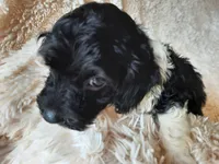 PRINCE, a male Poodle - Toy  for sale in Locust Grove, GA – 2 of 10