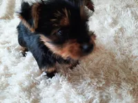 REMEO , a male Yorkshire Terrier for sale in Locust Grove, GA – 10 of 10
