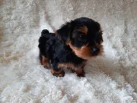REMEO , a male Yorkshire Terrier for sale in Locust Grove, GA – 9 of 10