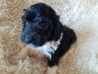 PRINCE, a male Poodle - Toy  for sale in Locust Grove, GA – 7 of 10