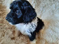 PRINCE, a male Poodle - Toy  for sale in Locust Grove, GA – 4 of 10