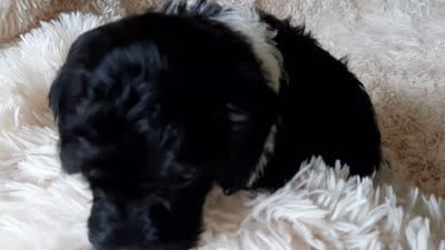 TIGER, a male Poodle - Toy  for sale in Locust Grove, GA – 10 of 10