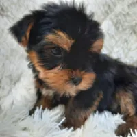 REMEO, a male Yorkshire Terrier for sale in Locust Grove, GA – Photo 1 of 10