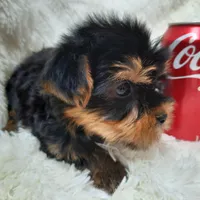 REMEO, a male Yorkshire Terrier for sale in Locust Grove, GA – Photo 7 of 10