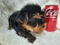 REMEO, a male Yorkshire Terrier for sale in Stockbridge, GA – Photo 7 of 10