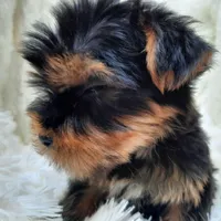 REMEO, a male Yorkshire Terrier for sale in Locust Grove, GA – Photo 5 of 10