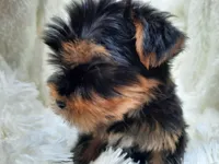 REMEO, a male Yorkshire Terrier for sale in Stockbridge, GA – Photo 5 of 10