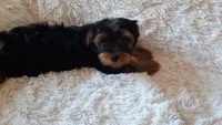 TEDDY BEAR , a male Yorkshire Terrier for sale in Locust Grove, GA – Photo 9 of 10