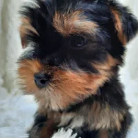 REMEO, a male Yorkshire Terrier for sale in Locust Grove, GA – Photo 4 of 10