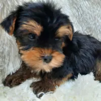 REMEO, a male Yorkshire Terrier for sale in Locust Grove, GA – Photo 9 of 10