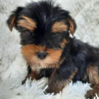 REMEO, a male Yorkshire Terrier for sale in Locust Grove, GA – Photo 2 of 10