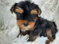 REMEO, a male Yorkshire Terrier for sale in Stockbridge, GA – Photo 2 of 10