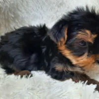 REMEO, a male Yorkshire Terrier for sale in Locust Grove, GA – Photo 8 of 10