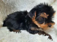 REMEO, a male Yorkshire Terrier for sale in Stockbridge, GA – Photo 8 of 10