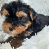 REMEO, a male Yorkshire Terrier for sale in Locust Grove, GA – Photo 6 of 10