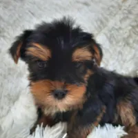 REMEO, a male Yorkshire Terrier for sale in Locust Grove, GA – Photo 3 of 10