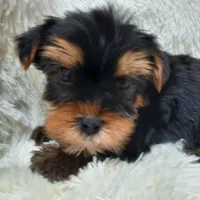REMEO, a male Yorkshire Terrier for sale in Locust Grove, GA – Photo 10 of 10