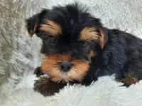REMEO, a male Yorkshire Terrier for sale in Stockbridge, GA – Photo 10 of 10