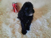 COCO, a male Poodle - Toy  for sale in Locust Grove, GA – 8 of 10