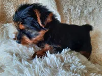 MOLLY, a female Yorkshire Terrier for sale in Locust Grove, GA – 5 of 10