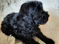CHOCOLATE , a male Poodle - Toy  for sale in Locust Grove, GA – 7 of 8