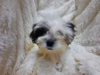 CANDY CANE, a female Shih Tzu for sale in Locust Grove, GA – 8 of 9