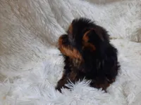 ANGLE, a  Yorkshire Terrier for sale in Stockbridge, GA – Photo 2 of 10