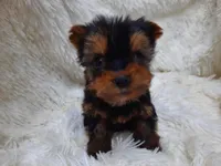 ANGLE, a  Yorkshire Terrier for sale in Stockbridge, GA – Photo 4 of 10