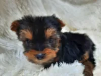 ANGLE, a  Yorkshire Terrier for sale in Stockbridge, GA – Photo 5 of 10
