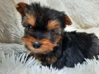 ANGLE, a  Yorkshire Terrier for sale in Stockbridge, GA – Photo 9 of 10