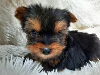 ANGLE, a  Yorkshire Terrier for sale in Stockbridge, GA – Photo 10 of 10