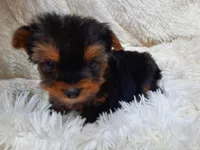 ANGLE, a  Yorkshire Terrier for sale in Stockbridge, GA – Photo 8 of 10