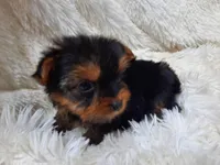 ANGLE, a  Yorkshire Terrier for sale in Stockbridge, GA – Photo 7 of 10