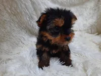ANGLE, a  Yorkshire Terrier for sale in Stockbridge, GA – Photo 3 of 10