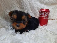 ANGLE, a  Yorkshire Terrier for sale in Stockbridge, GA – Photo 1 of 10