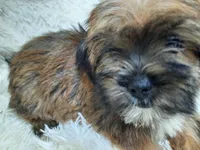 LADY, a female Yorkshire Terrier for sale in Locust Grove, GA – 5 of 10