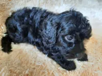 PRINCESS , a female Poodle - Toy  for sale in Locust Grove, GA – 3 of 10