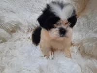 TUFFIE , a male Shih Tzu for sale in Locust Grove, GA – 7 of 10
