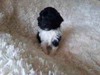 PRINCE, a male Poodle - Toy  for sale in Locust Grove, GA – 3 of 10