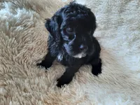 PRINCESS , a female Poodle - Toy  for sale in Locust Grove, GA – 8 of 10