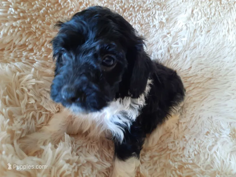 PRINCE – Poodle - Toy  puppy for sale in Locust Grove, GA
