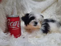 CANDY CANE, a female Shih Tzu for sale in Locust Grove, GA – 4 of 9