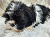 TUFFIE, a male Shih Tzu for sale in Locust Grove, GA – Photo 4 of 10