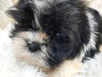 TUFFIE, a male Shih Tzu for sale in Locust Grove, GA – Photo 6 of 10