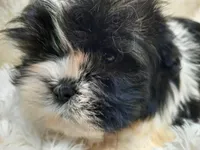 TUFFIE, a male Shih Tzu for sale in Locust Grove, GA – Photo 5 of 10