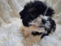 TUFFIE, a male Shih Tzu for sale in Locust Grove, GA – Photo 1 of 10