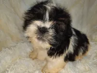 TUFFIE, a male Shih Tzu for sale in Locust Grove, GA – Photo 7 of 10
