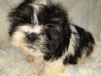 TUFFIE, a male Shih Tzu for sale in Locust Grove, GA – Photo 9 of 10