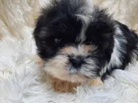 TUFFIE, a male Shih Tzu for sale in Locust Grove, GA – Photo 2 of 10