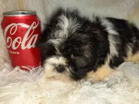 TUFFIE, a male Shih Tzu for sale in Locust Grove, GA – Photo 8 of 10